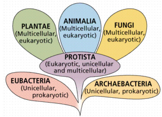 Diversity in living organisms